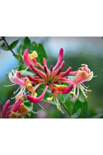 Жимолость приморська Белгіка Селект квіти